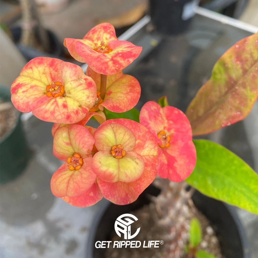 Crown of Thorns Plants