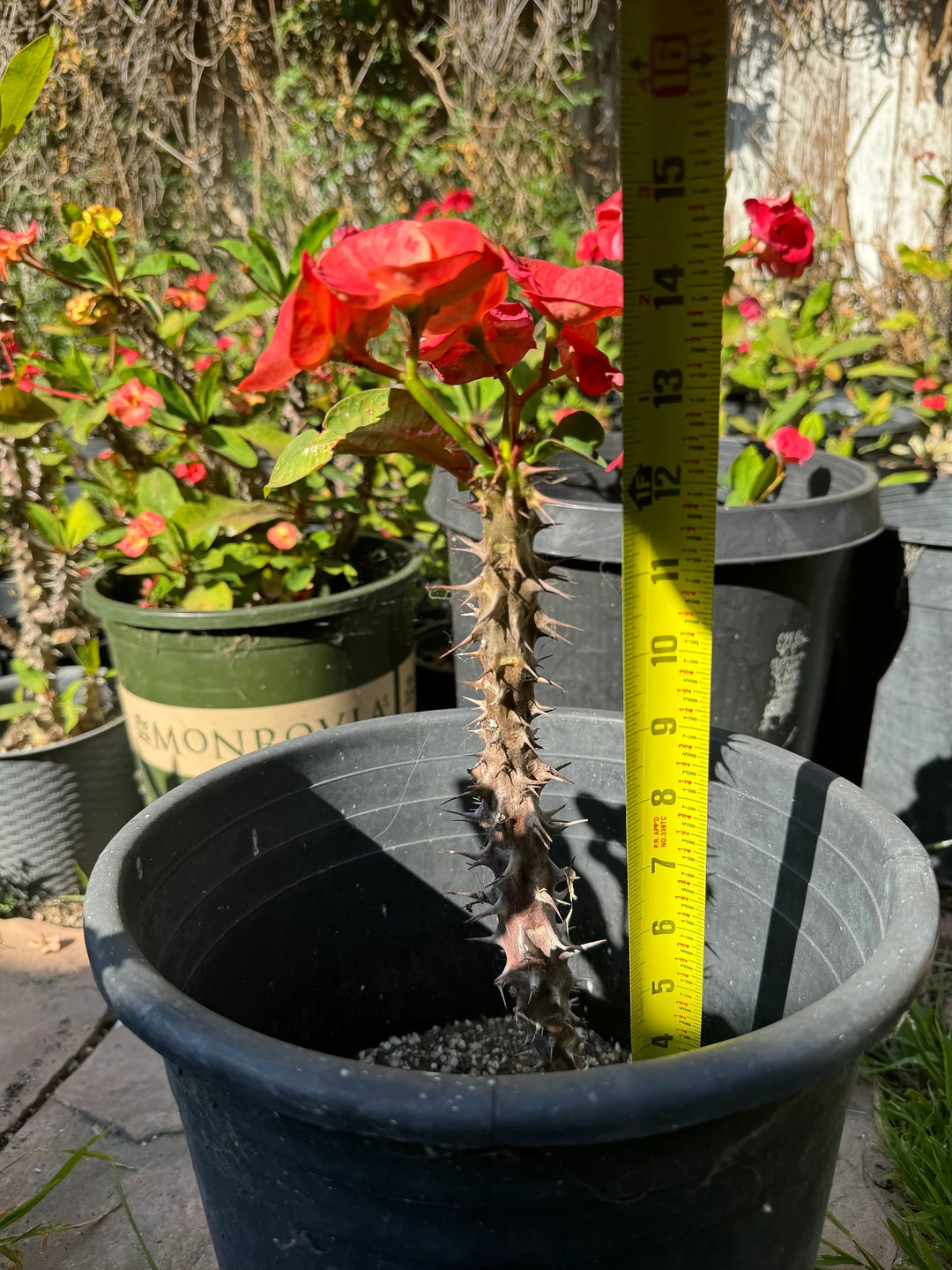 Corona De Cristo / Crown of Thorns / Euphoria Milii- La Double Pink Jumbo ( Plant / Planta )