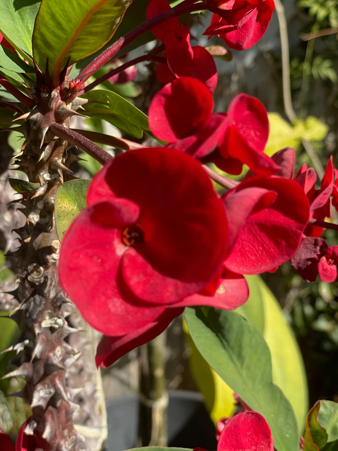 Corona De Cristo / Crown of Thorns / Euphoria Milii- La Escarlata (Pant/Planta)