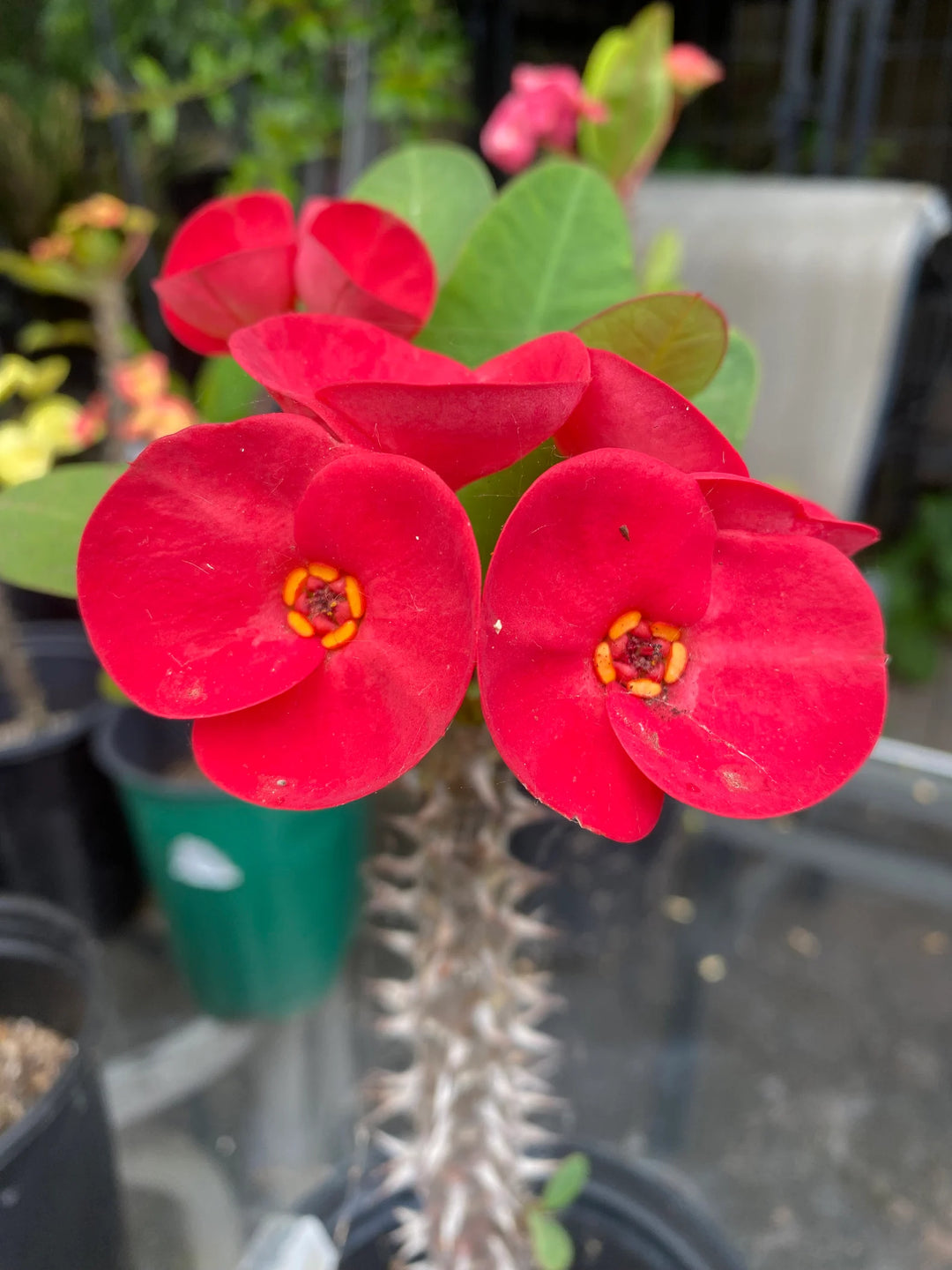Corona De Cristo / Crown of Thorns / Euphoria Milii- La Rojota (Pant/Planta)
